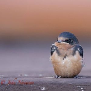 Meet your Posher, John
